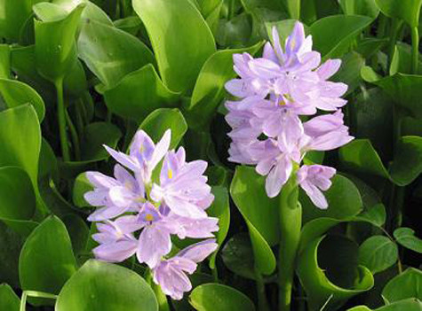 Bèo tây: Hoa hơi ngọt, tính mát, có tác dụng an thần, lợi tiểu, giải độc, trừ phong nhiệt. Khi ho hen ho đờm hoặc ho gió, chưng một nắm hoa với đường phèn uống, kết hợp thêm hoa hoè hoa khế càng tốt. Người cao huyết áp mãn tính dùng hoa chế trà uống mỗi ngày cũng có tác dụng bình ổn. Xem thêm: Các cây thuốc dân gian chữa bệnh hiệu quả. Bèo tây: Hoa hơi ngọt, tính mát, có tác dụng an thần, lợi tiểu, giải độc, trừ phong nhiệt. Khi ho hen ho đờm hoặc ho gió, chưng một nắm hoa với đường phèn uống, kết hợp thêm hoa hoè hoa khế càng tốt. Người cao huyết áp mãn tính dùng hoa chế trà uống mỗi ngày cũng có tác dụng bình ổn. Xem thêm: Các cây thuốc dân gian chữa bệnh hiệu quả.