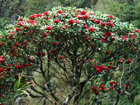 Đỗ quyên: Vị chua ngọt, tính ấm, sắc nước ấm, sắc nước uống có tác dụng trị nôn ra máu, chảy máu mũi. Hoa đỗ quyên trắng hầm với móng giò lợn, chữa chứng ra khí hư.. Xem thêm: Các cây thuốc dân gian chữa bệnh hiệu quả. Đỗ quyên: Vị chua ngọt, tính ấm, sắc nước ấm, sắc nước uống có tác dụng trị nôn ra máu, chảy máu mũi. Hoa đỗ quyên trắng hầm với móng giò lợn, chữa chứng ra khí hư.. Xem thêm: Các cây thuốc dân gian chữa bệnh hiệu quả.