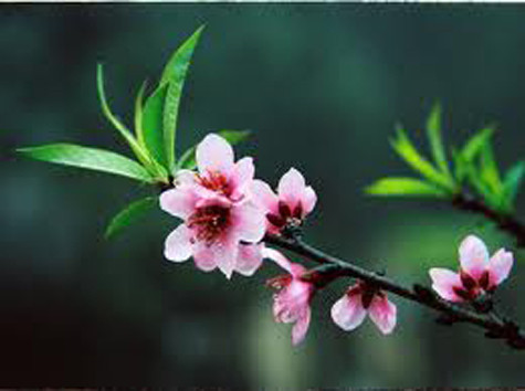 Hoa đào có vị đắng, tính bình, không độc và vào được ba đường kinh Tâm, Can và Vị. Vị thuốc này có công dụng lợi thủy, hoạt huyết, thông tiện, được người xưa dùng để chữa các chứng bệnh như thủy thũng, cước khí, đàm ẩm, tích trệ, đại tiểu tiện bất lợi, kinh bế, tâm phúc thống (đau vùng tim), mụn nhọt… Xem thêm: Các cây thuốc dân gian chữa bệnh hiệu quả. Hoa đào có vị đắng, tính bình, không độc và vào được ba đường kinh Tâm, Can và Vị. Vị thuốc này có công dụng lợi thủy, hoạt huyết, thông tiện, được người xưa dùng để chữa các chứng bệnh như thủy thũng, cước khí, đàm ẩm, tích trệ, đại tiểu tiện bất lợi, kinh bế, tâm phúc thống (đau vùng tim), mụn nhọt… Xem thêm: Các cây thuốc dân gian chữa bệnh hiệu quả.