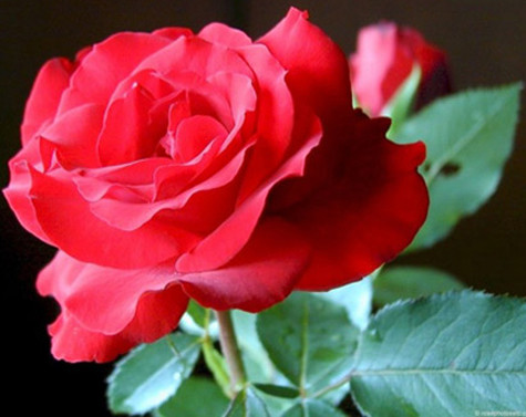 Hồng: Theo y học cổ truyền, hoa hồng có vị ngọt, tính ấm, tác dụng hoạt huyết, điều kinh, tiêu viêm, tiêu sưng. Người Trung Quốc và nhiều nước châu Á đã dùng hoa hồng để chữa bệnh từ rất lâu đời. Xem thêm: Các cây thuốc dân gian chữa bệnh hiệu quả. Hồng: Theo y học cổ truyền, hoa hồng có vị ngọt, tính ấm, tác dụng hoạt huyết, điều kinh, tiêu viêm, tiêu sưng. Người Trung Quốc và nhiều nước châu Á đã dùng hoa hồng để chữa bệnh từ rất lâu đời. Xem thêm: Các cây thuốc dân gian chữa bệnh hiệu quả.