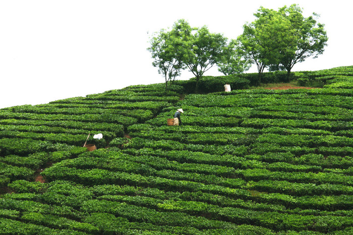 Những đồi trè xanh mướt đặc trưng của vùng cao nguyên Mộc Châu. Ảnh: Tùng Dương.