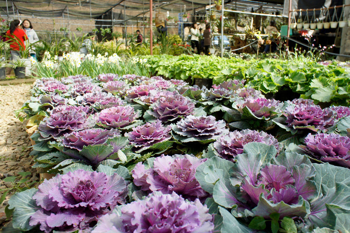 Cao nguyên Mộc Châu với nhiều loại rau có mầu lạ mắt. Ảnh: Tùng Dương.