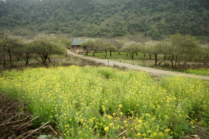 Làng bản quanh thác Dải Yếm với những nương hoa cải vàng rộm xen lẫn hoa mận trắng. Ảnh: Tùng Dương.