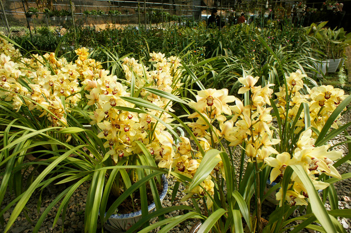 Khí hậu ở đây rất hợp cho cây hoa phong lan. Ảnh: Tùng Dương.