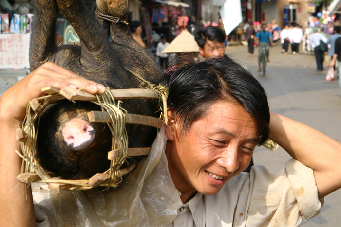 Đi mua lợn về để ăn Tết. Ảnh: Tùng Dương.