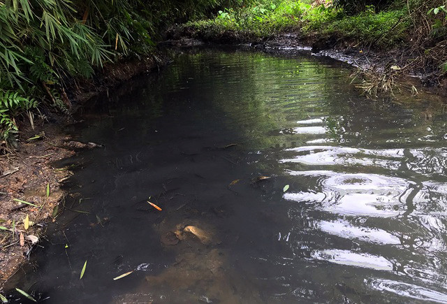 Chất thải được xác định là dầu nhớt đã chảy lan ra suối rồi chảy vào hồ Đầm Bài, là hồ chứa nước để cấp cho nhà máy nước Sông Đà. ảnh: QĐ. Chất thải được xác định là dầu nhớt đã chảy lan ra suối rồi chảy vào hồ Đầm Bài, là hồ chứa nước để cấp cho nhà máy nước Sông Đà. ảnh: QĐ.