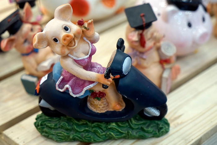 Lợn xinh đẹp đang làm điệu. Ảnh: Tùng Dương.