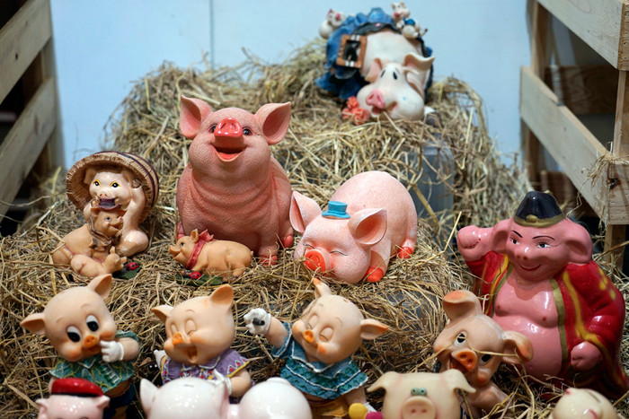 Gia đình lợn vui vẻ. Ảnh: Tùng Dương.