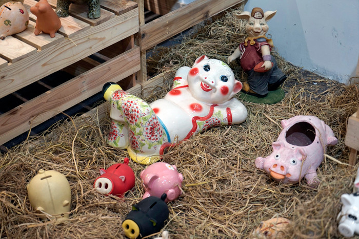 Những chú lợn thảnh thơi. Ảnh: Tùng Dương.