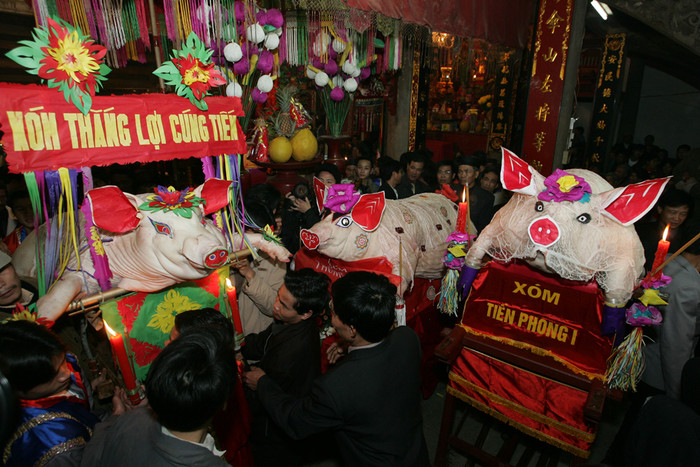 Những "ông lợn" đợi đến lượt vào lễ tại hậu cung của Đình. Ảnh: Tùng Dương. Những "ông lợn" đợi đến lượt vào lễ tại hậu cung của Đình. Ảnh: Tùng Dương.