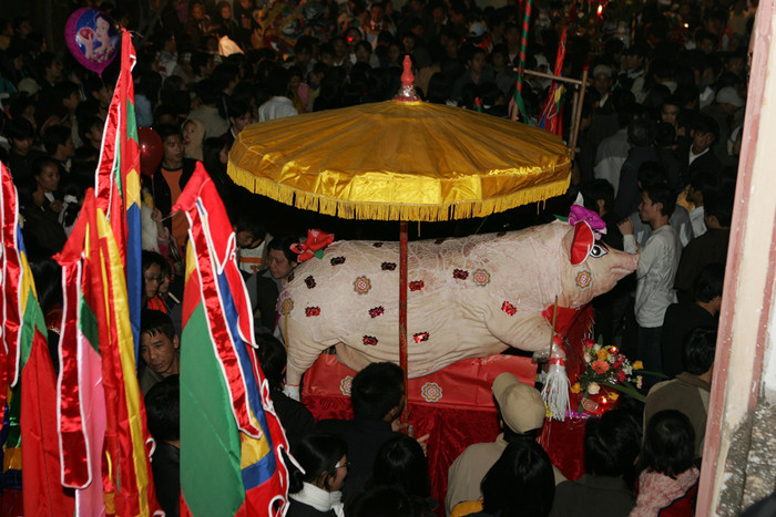 Mỗi "ông lợn'" có trọng lượng trên dưới 300 kg. Ảnh: Tùng Dương. Mỗi "ông lợn'" có trọng lượng trên dưới 300 kg. Ảnh: Tùng Dương.