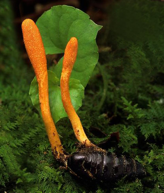 Đông trùng hạ thảo mọc ngoài tự nhiên. Ảnh: Giáo sư Nguyễn Lân Dũng cung cấp.