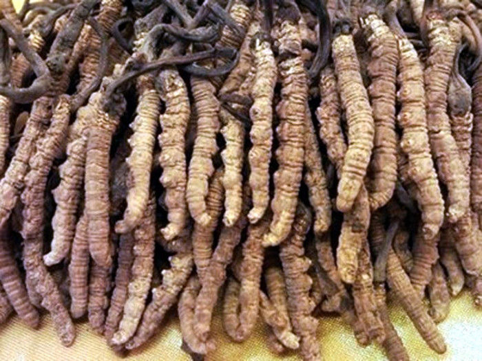 Đông trùng hạ thảo tự nhiên hiện có giá bán hơn một trăm triệu đồng 100 gam. Ảnh: Giáo sư Nguyễn Lân Dũng cung cấp.