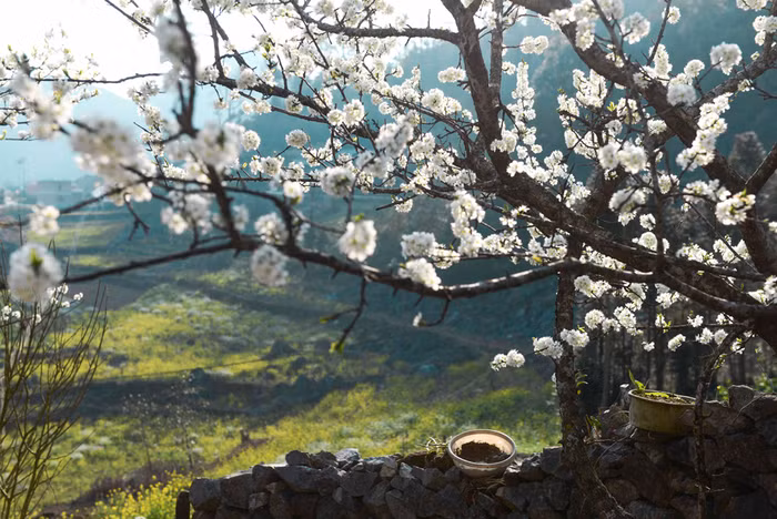 Hoa mận tại xã Phố Cáo, Đồng Văn, Hà Giang. Ảnh: Tùng Dương.