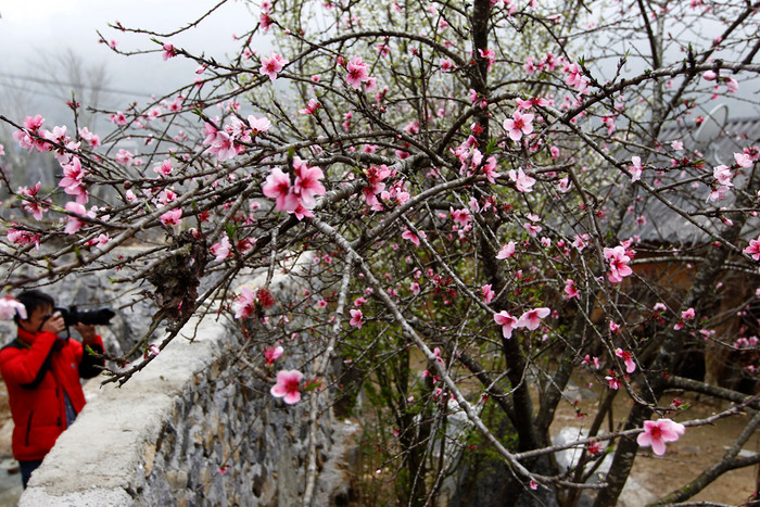 Những cây đào cổ thụ ở Mai Châu rực rỡ khi xuân về. Ảnh: Tùng Dương.