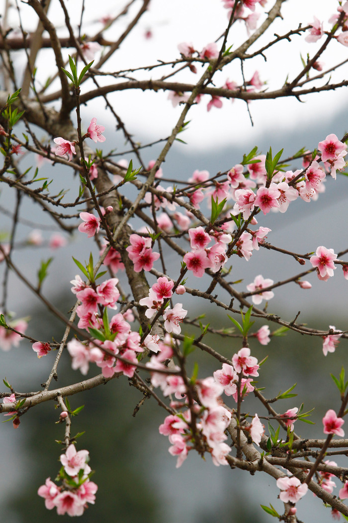 Hoa đào tại bản Lác Mai Châu có 5 cách to với mầu rực rỡ. Ảnh: Tùng Dương.