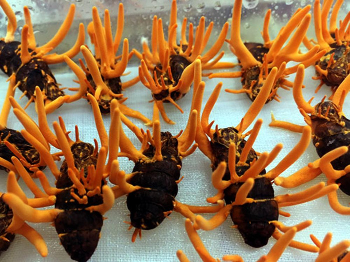 Nhộng trùng thảo trồng trên giá thể nhộng tằm.Ảnh: Giáo sư Nguyễn Lân Dũng cung cấp.