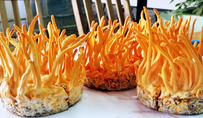 Nhộng trùng thảo cũng là dược liệu nhưng chất lượng không thể sánh với Đông trùng hạ thảo. Ảnh: Giáo sư Nguyễn Lân Dũng cung cấp.