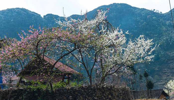 Hoa đào, hoa mận nở rực rỡ tại xã Phố Cáo, Đồng Văn, Hà Giang. Ảnh: Tùng Dương. Hoa đào, hoa mận nở rực rỡ tại xã Phố Cáo, Đồng Văn, Hà Giang. Ảnh: Tùng Dương.
