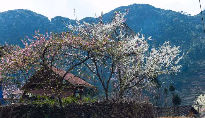 Hoa đào, hoa mận nở rực rỡ tại xã Phố Cáo, Đồng Văn, Hà Giang. Ảnh: Tùng Dương.