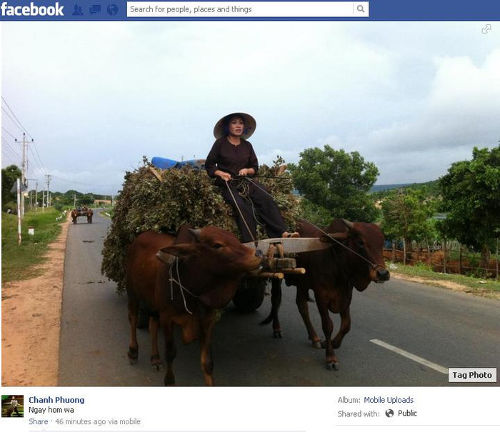 Ca sĩ Phương Thanh trong tạo hình một cô gái quê cưỡi xe bò khá tự tin trong một bộ phim mới của đạo diễn Lê Hoàng "Cáp nóng". Ca sĩ Phương Thanh trong tạo hình một cô gái quê cưỡi xe bò khá tự tin trong một bộ phim mới của đạo diễn Lê Hoàng "Cáp nóng".