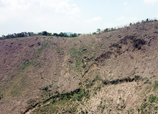 Nhiều diện tích rừng phòng hộ sau khi bị phá đã để hoang hóa nhiều năm.