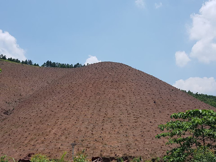 Rừng phòng hộ bị phá, đốt trọc từ chân lên tới đỉnh đồi.