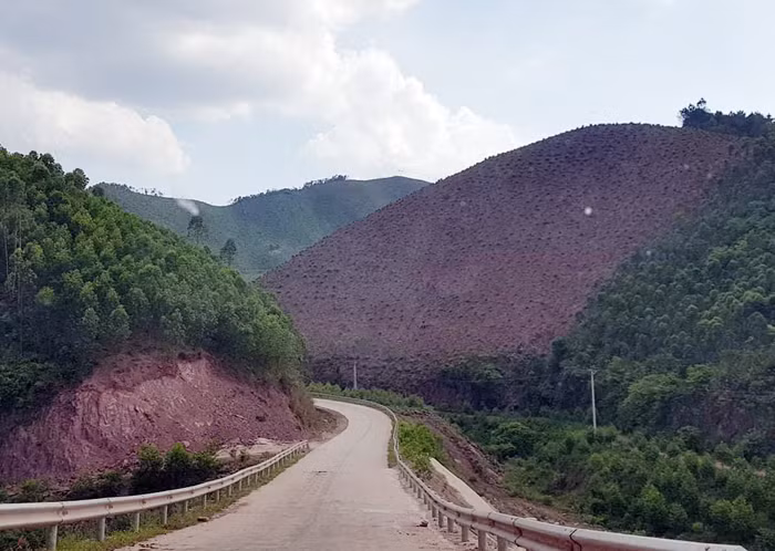 Từ tỉnh lộ 293 đi Bắc Giang, nhiều cánh rừng phòng hộ bị phá tan.