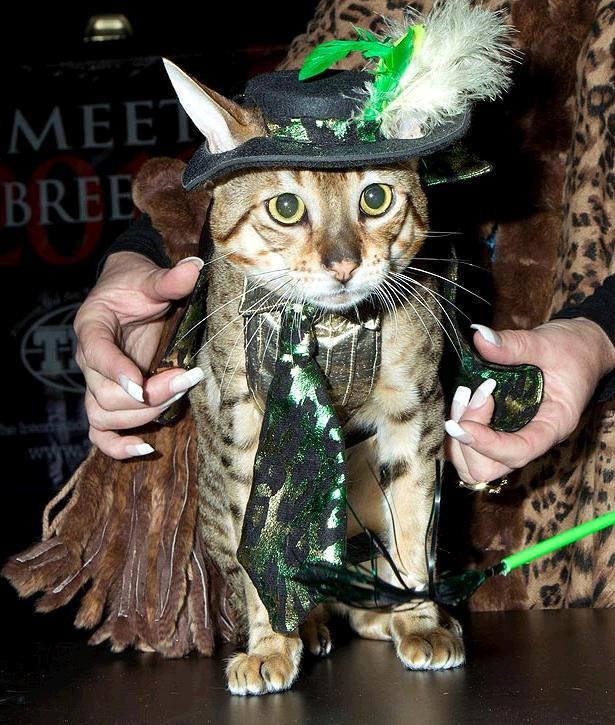 Đây mới là phong cách của "chú mèo đi hia". Đây mới là phong cách của "chú mèo đi hia".