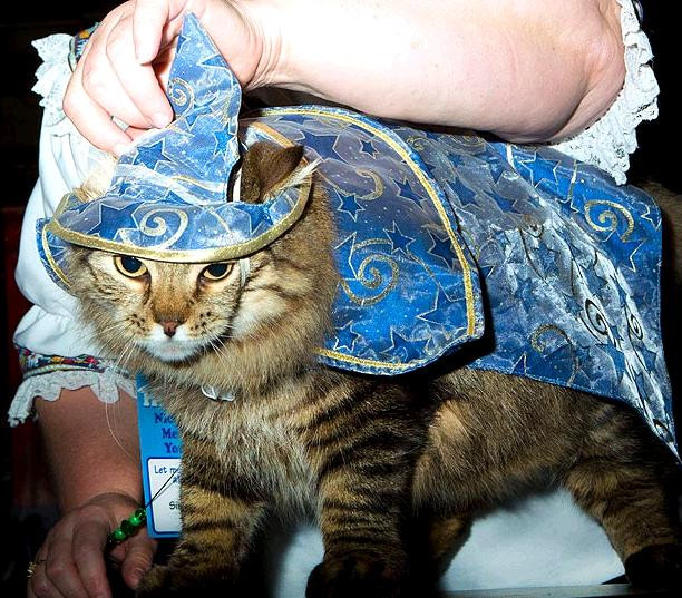 Chú mèo phép thuật Harry Porter đây sao? Chú mèo phép thuật Harry Porter đây sao?