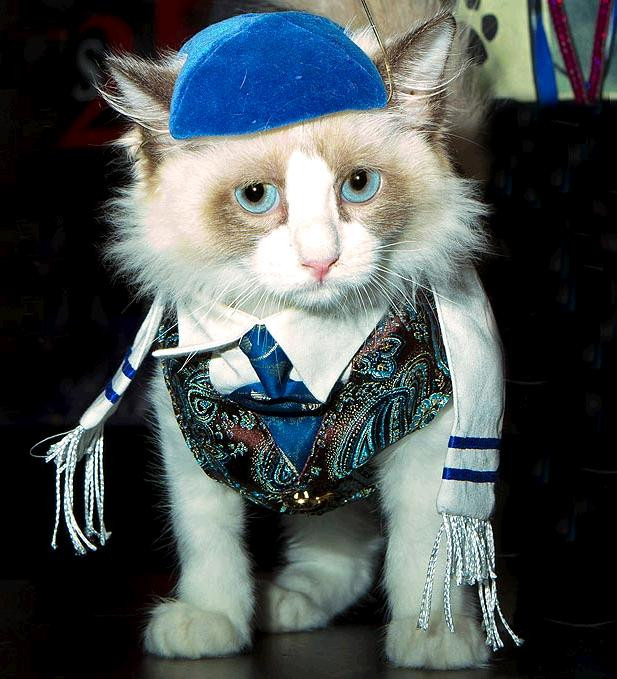 Anh chàng mèo này lại khá bảnh chọe và rực rỡ. Anh chàng mèo này lại khá bảnh chọe và rực rỡ.