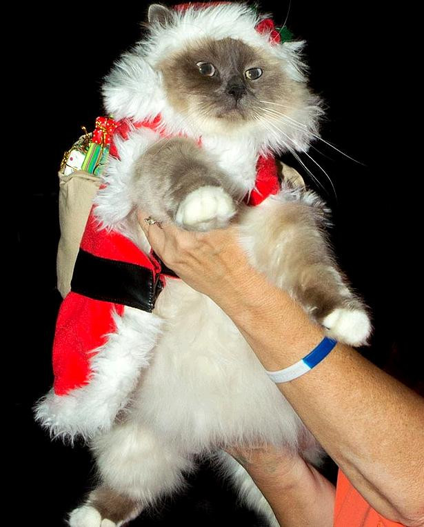 Ông già Noel là đây. Ông già Noel là đây.