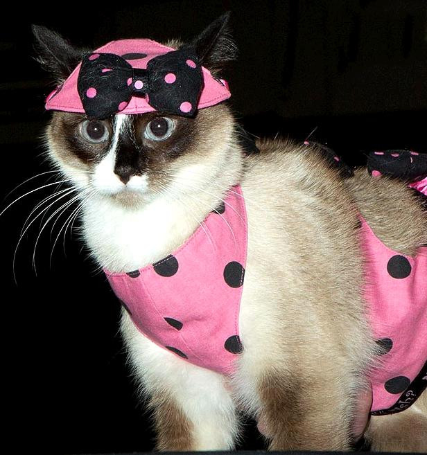 Thời trang chấm bi của cô mèo này khá hợp mốt. Thời trang chấm bi của cô mèo này khá hợp mốt.