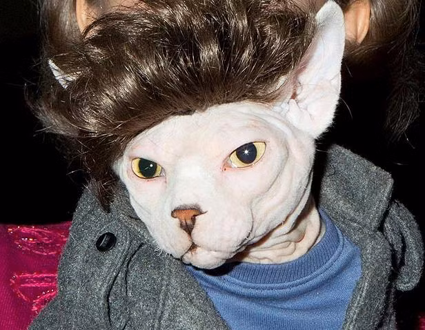 Anh chàng ma cà rồng Edward Cullen điển trai của phim "Twilight" có giống với chú mèo hói này?