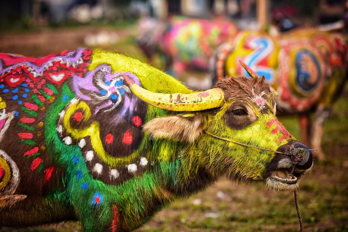 Những chú trâu tham gia lễ hội Tịch điền đều phải là trâu khỏe mạnh, cân đối được tuyển chọn từ những hộ dân trong xã. Ảnh: Tùng Dương.