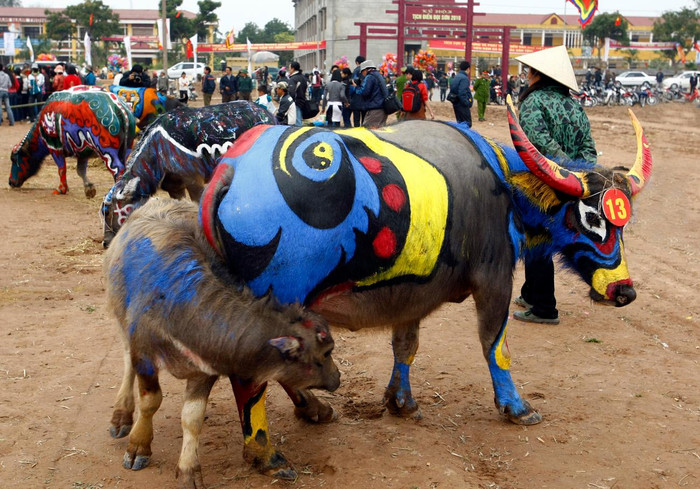Trâu được chọn lựa rất kỹ để tham dự lễ hội Tịch điền hàng năm. Ảnh: Tùng Dương.