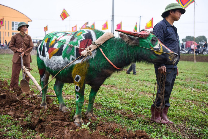 Hình ảnh con trâu cần cù, bền bỉ chiếm một vị trí quan trọng trong đời sống văn hóa của người Việt từ ngàn đời nay. Ảnh: Tùng Dương.