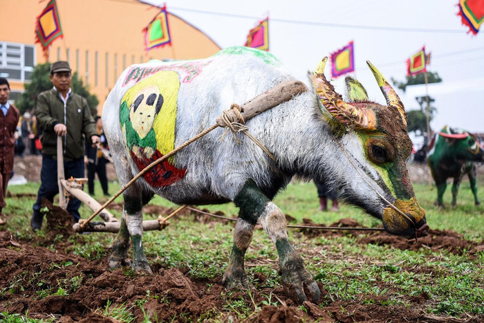Những người dân ở xã Đọi Sơn (Duy Tiên, Hà Nam) đã ra đồng cầm cày thực hiện nghi lễ tịch điền đầu xuân năm mới ở cánh đồng làng, khai mở một năm lao động được mùa, mưa thuận gió hòa. Đây là một phong tục đẹp, giáo dục truyền thống lao động cho nhiều tầng lớp nhân dân. Ảnh: Tùng Dương.