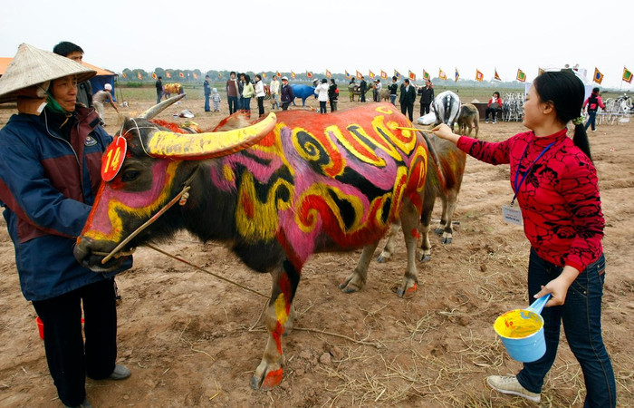 Những hình vẽ của các họa sỹ thể hiện những ước vọng năm mới trên lưng trâu tại lễ hội. Ảnh: Tùng Dương.