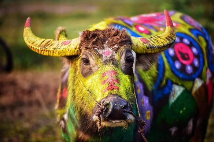 Sau lễ hội, những chú trâu vẫn được để nguyên mầu vẽ và ra đồng tham gia sản xuất. Ảnh: Tùng Dương.