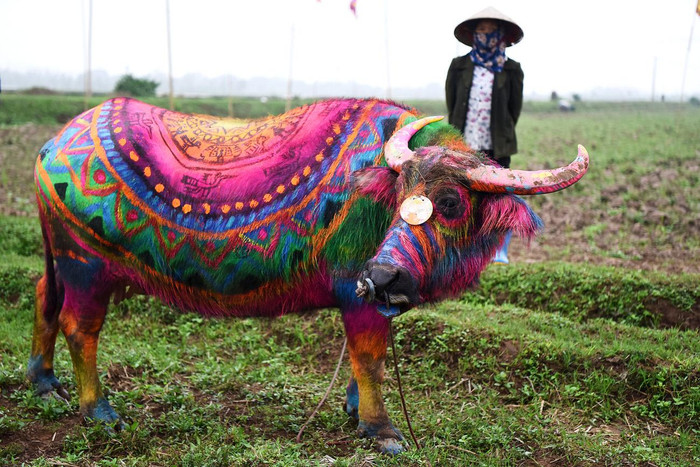 Nhưng chú trâu tham dự lễ hội Tịch điền đều được vẽ trên mình với nhiều hoa văn, mầu sắc, đây là lễ hội vẽ trâu độc đáo, đặc biệt mà không nơi nào có được. Ảnh: Tùng Dương.