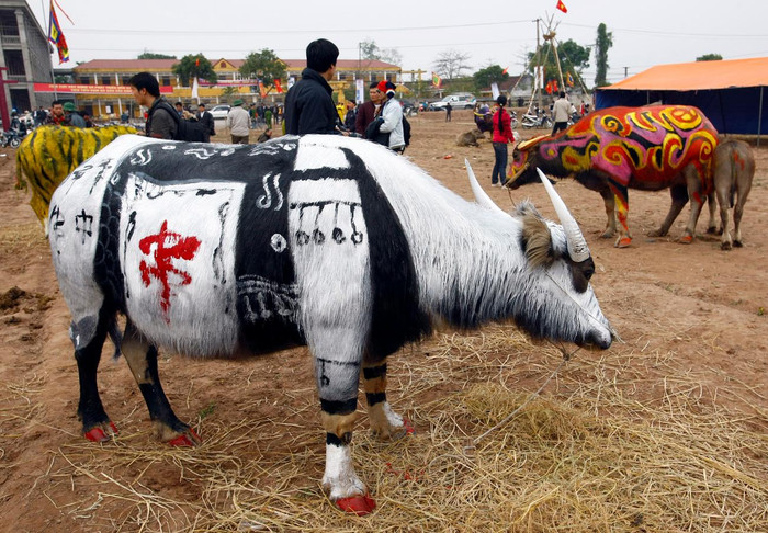 Có những chú trâu được vẽ như chiến binh. Ảnh: Tùng Dương.