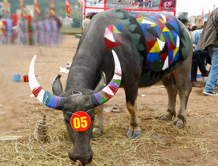 Chú trâu này được khoác một "tấm thảm" với nhiều họa tiết. Ảnh: Tùng Dương.