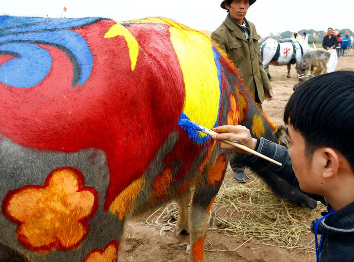 Những chú trâu được vẽ trang trí rất cầu kỳ, lạ mắt. Ảnh: Tùng Dương.