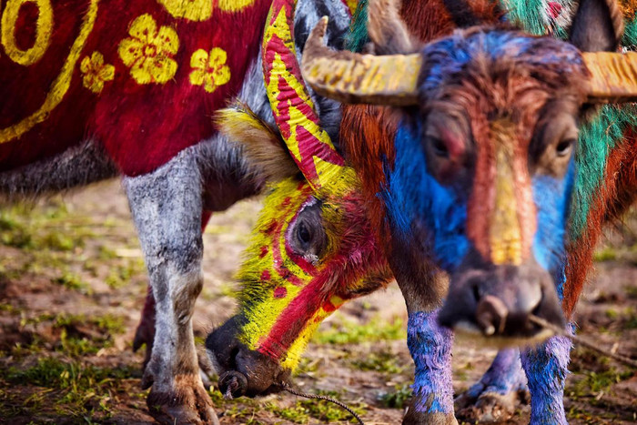 Để được tham gia vẽ trâu tại lễ hội Tịch Điền sẽ phải đăng ký trước với ban tổ chức lễ hội. Ảnh: Tùng Dương.