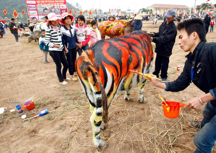 Chú trâu này được hóa trang thành hổ vằn. Ảnh: Tùng Dương.