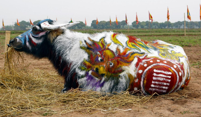 Hình tượng rồng được trang trí trên lưng trâu để thể hiện sự dũng mãnh. Ảnh: Tùng Dương.
