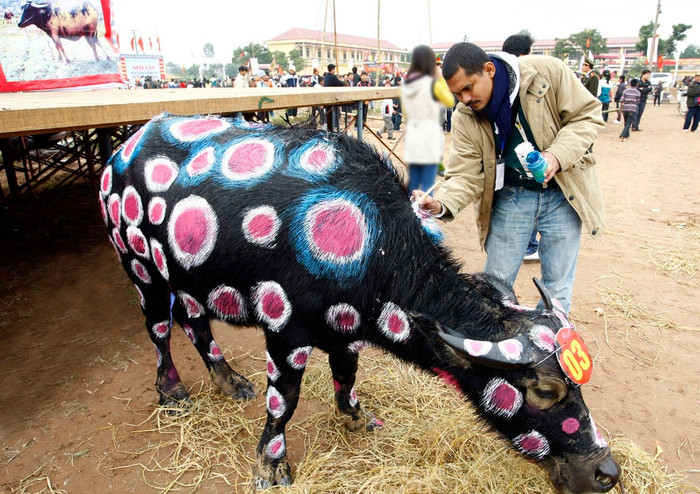 Nhiều họa sỹ nước ngoài cũng tham dự vẽ trâu tại lễ hội Tịch điền. Ảnh: Tùng Dương.