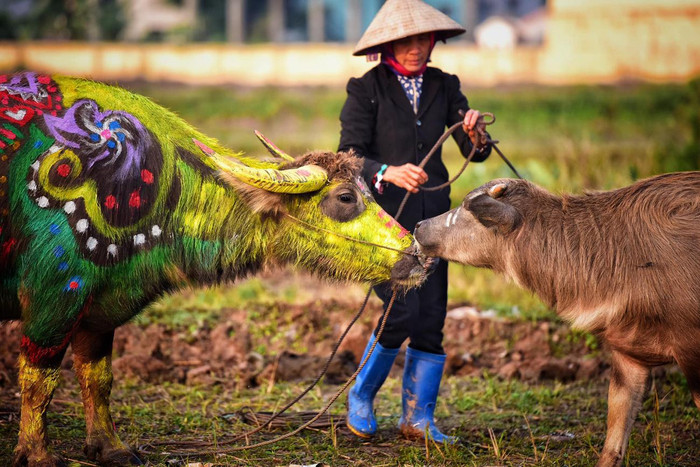 Chú nghé con lạ lẫm nhìn trâu mẹ sau khi được vẽ hình với nhiều mầu sắc. Ảnh: Tùng Dương.
