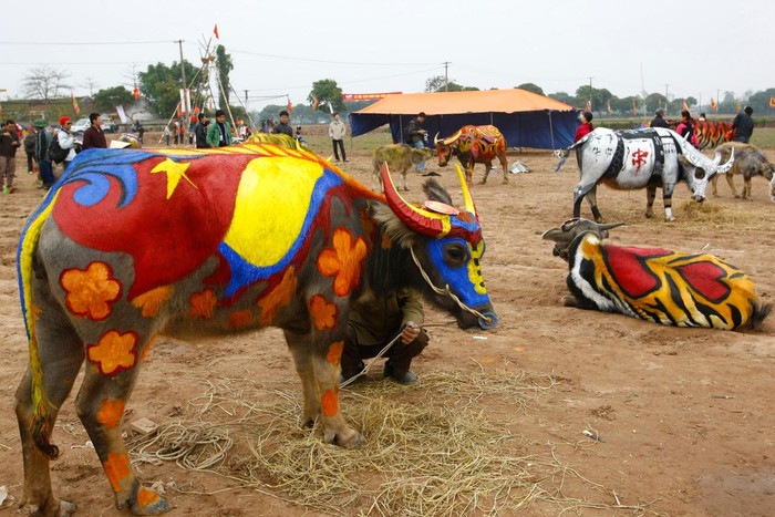 Những bông hoa rực rỡ trên những chú trâu tham dự lễ hội Tịch điền. Ảnh: Tùng Dương.